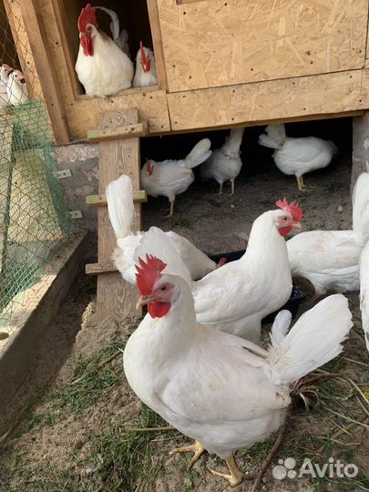 Инкуб.яйцо, суточные цыплята