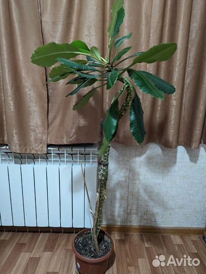 Молочай беложильчатый