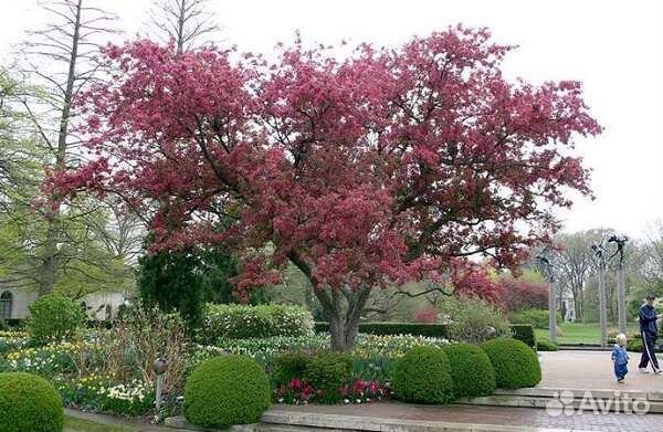 Яблоня декоративная