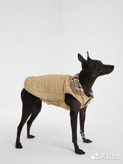 Жилетка для собак средних пород