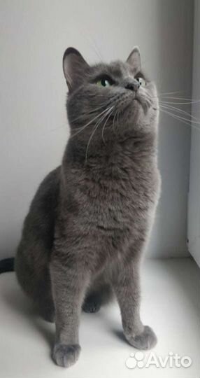 Кошка осталась без дома