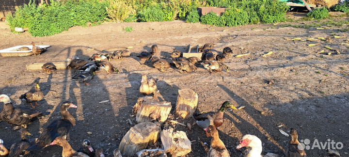 Утки подсадные для охоты