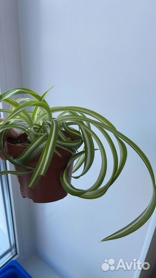 Хлорофитум кудрявый Бонни