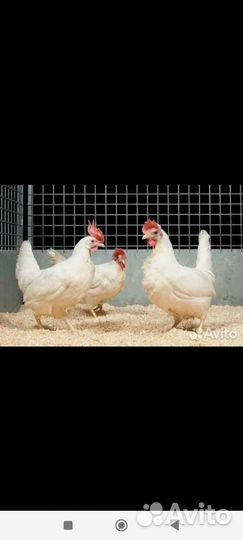 Куры несушки