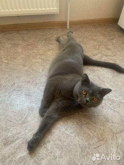 Шотланский кот