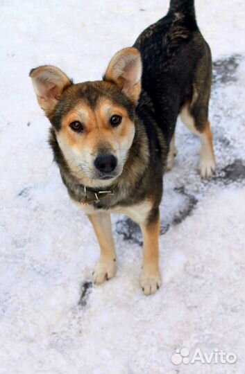 Собака в добрые руки