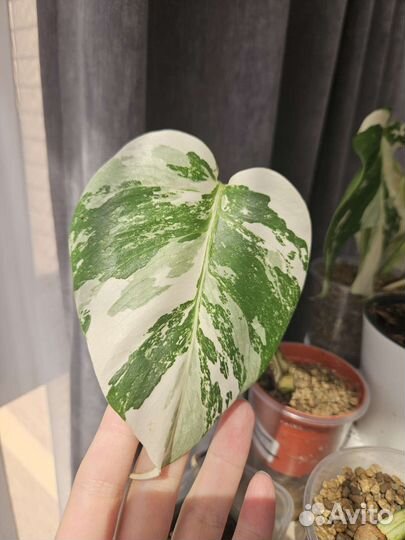 Монстера альба