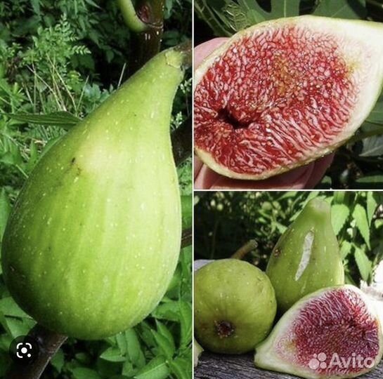 Инжир долмацкий саженцы