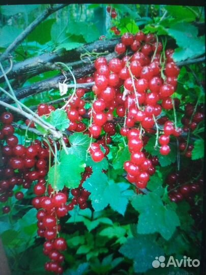 Ягода красная чёрная смородина малина белые грибы