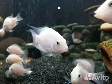 Аквариумные рыбки. Не магазин