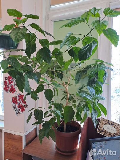 Гибискус китайская роза