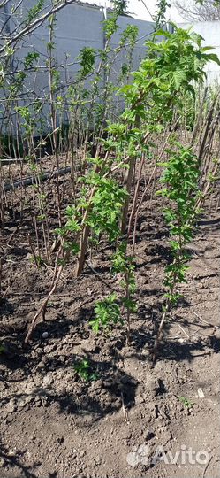 Саженцы малины