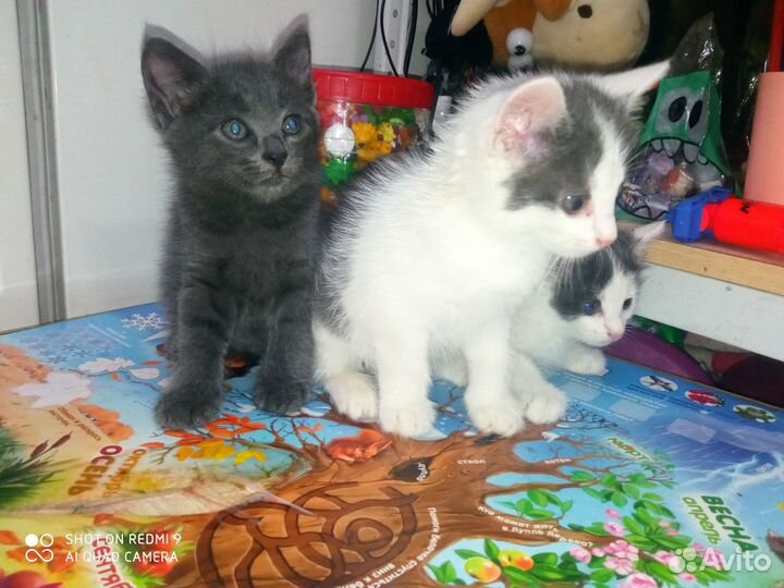 Отдам котят в добрые руки