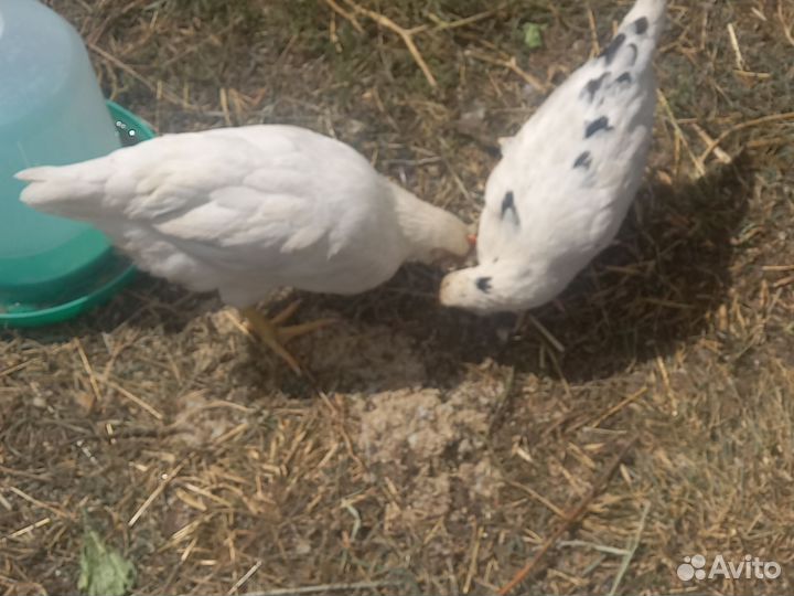Куры и петухи