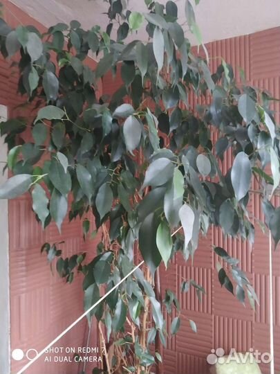Мелколиственный фикус Бенджамина