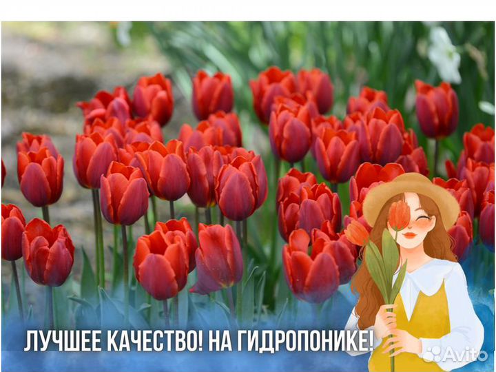 Тюльпаны оптом к 8 марта
