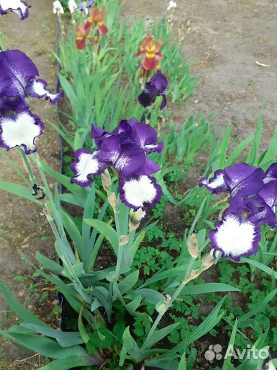 Астильба бордовая и другие многолетники