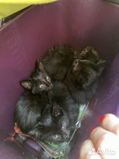 Найдены в лесу, хотят домой