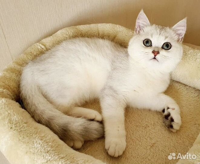 Британская серебристая шиншилла