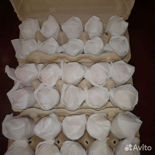 Инкубационное яйцо