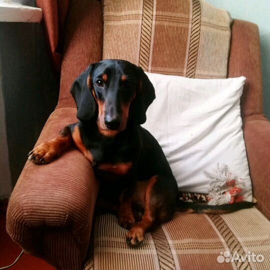 Вязка такса