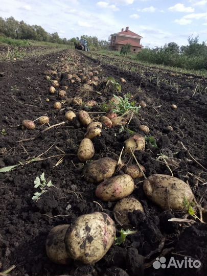 Картофель пикассо