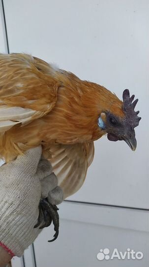 Люйкеданьцзи, лакеданзи, ухейилюй