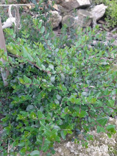 Садовые цветы и кустарники