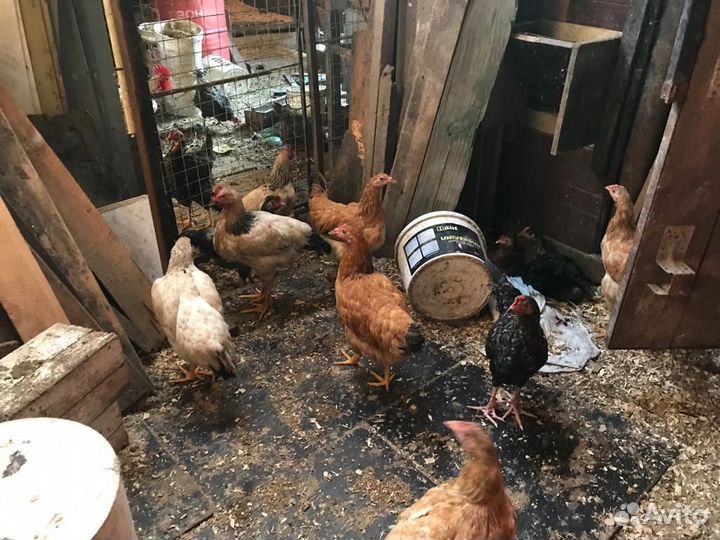 Куры молодки