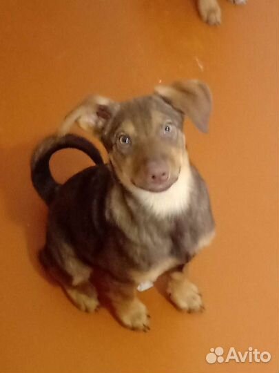 Мини родезийский риджбек