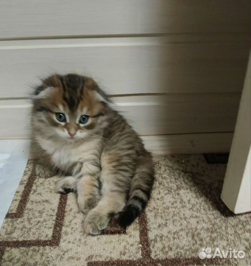 Шотландская вислоухая