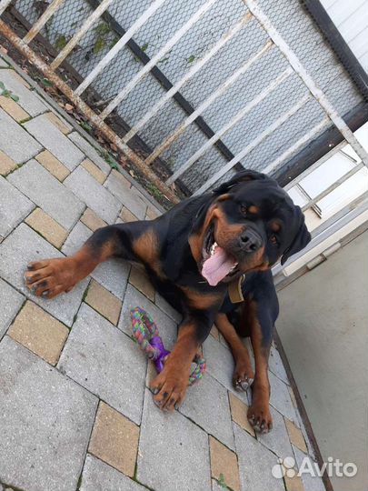 Приглашение на случку