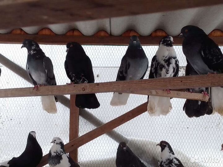 Николаевские голуби