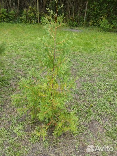 Туя Брабант