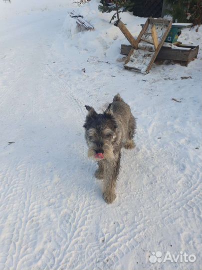 Вязка Шнауцер