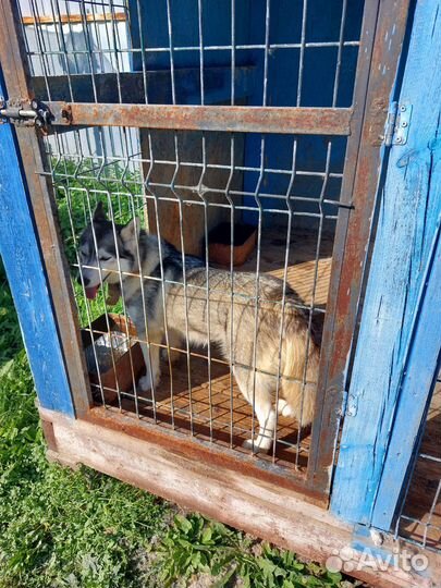 Собаки хаски