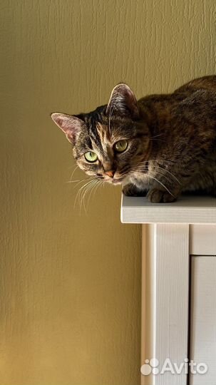 Кошечка-подросток ищет дом