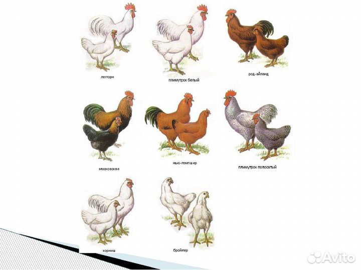 Ред бро, цветной бройлер, голошейка, несушка