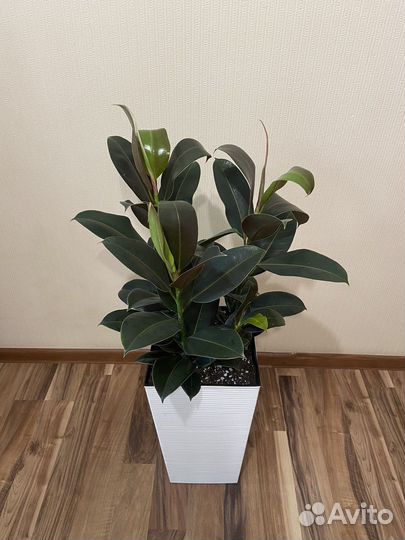 Фикус мелани