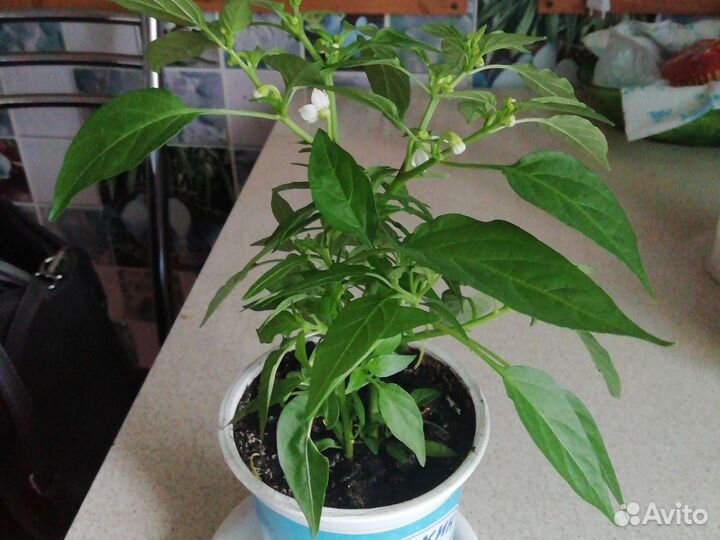 Растение домашнего острого перца