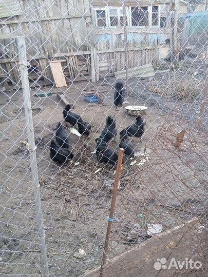 Яйца кур ухелей