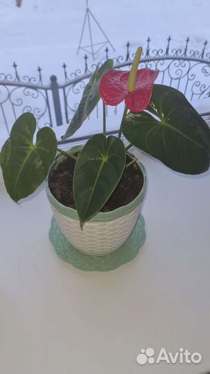 Комнатные цветы антуриум