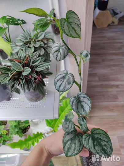 Филодендрон Брандтианум