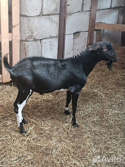 Козёл вязка