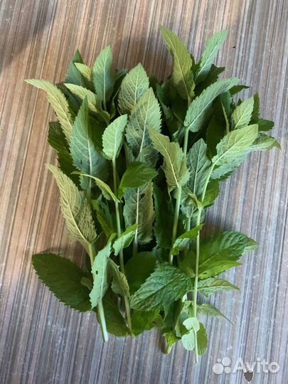 Мята ментоловая