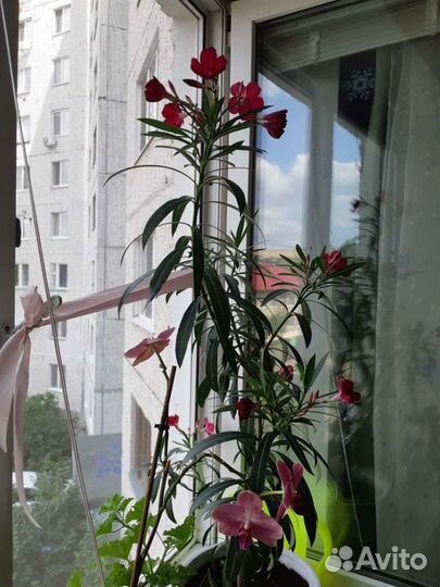 Олеандр срезка