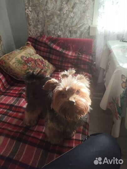 Случка собак йорк