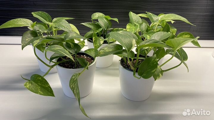 Сциндапсус