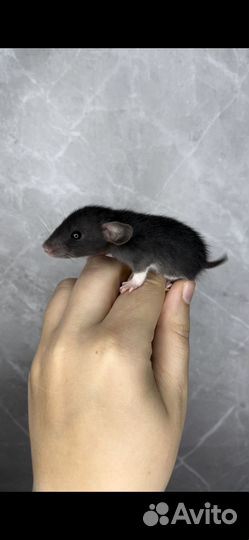 Ласковые и ручные крысята дамбо мальчики доставка