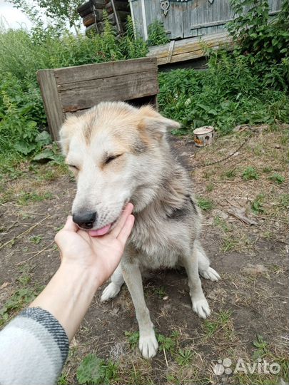 Собака в добрые руки